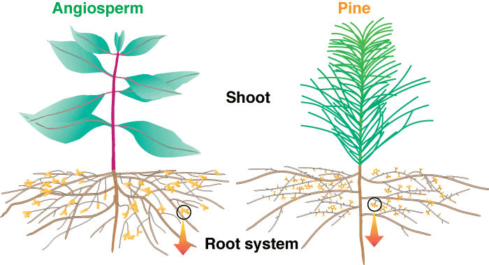 ECM plant diagram (36k)