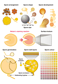 Figure 3.1 