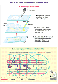 Figure 4.4