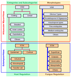 Figure myc-types