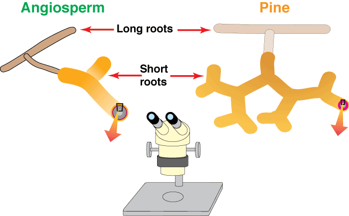 Dissecting scope ECM (20KB)