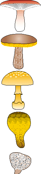  fungi (11K)