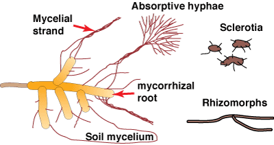 Diagram of ECM fungus hyphae (16KB)