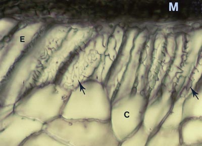 Longitudinal section of Abies ECM