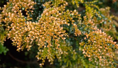 Nothofagus leaves