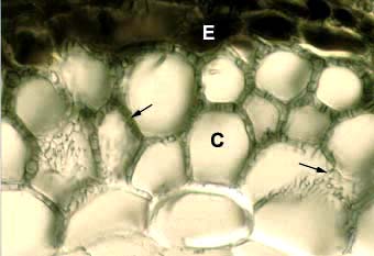 Tannins in an ECM root (13KB)