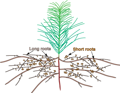Diagram of pine seedling showing long and short roots