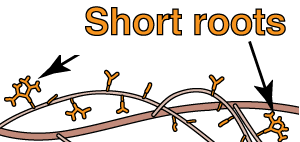 Short roots