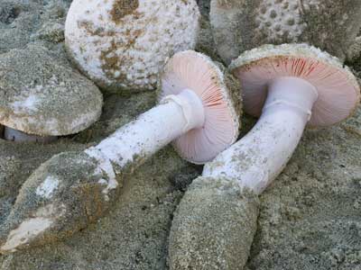 Amanita carneiphylla Perth Western Australia