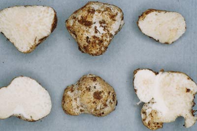 Ammarendia oleosa a truffle