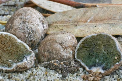 Austrogautieria a bolete truffle