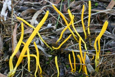 Clavaria amoena - coral fungus WA