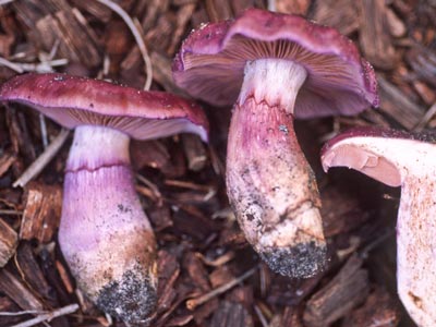 Cortinarius archeri - Western Australia