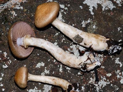 Cortinarius vinaceolamellatus from Western Australia