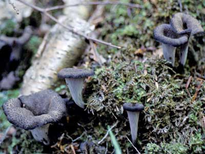 Craterellus cornucopioides Canada