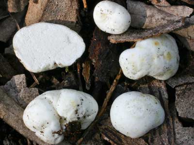 Cystangium sessile a truffle