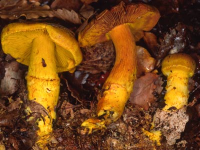 Cortinarius (Dermocybe) canarium New Zealand