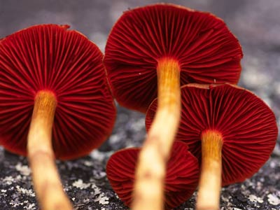 Cortinarius (dermocybe) splendida - WA