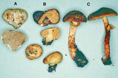 Descolea / Setchelliogaster / Descomyces