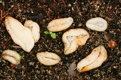 Hydnoplicata convoluta a cup fungus