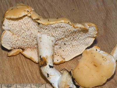 Hydnum repandum a tooth fungus