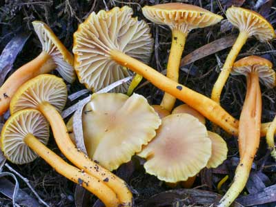 Hygrocybe sp. - mushroom WA