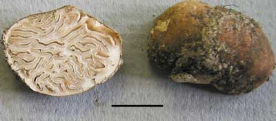 Labyrinthomyces sp. - a truffle
