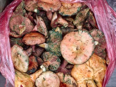 Lactarius deliciosus 