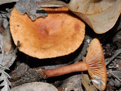 Lactarius eucalypti a mushroom from WA