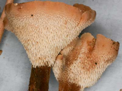 Phellodon sp a tooth fungus