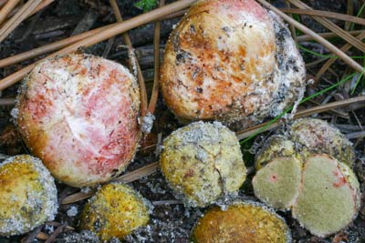 Rhizopogon rubescens a truffle