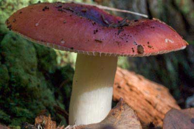 Russula persanguinea WA