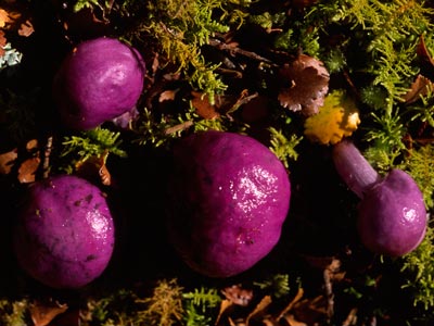 Thaxterogaster purpureum a stalked truffle NZ