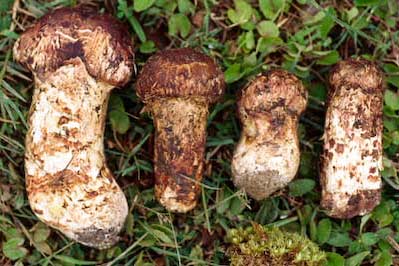 Tricholoma sp. Matsutake in Yunnan Province, China