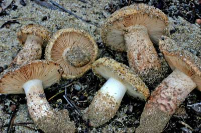 Tricholoma sp. from WA