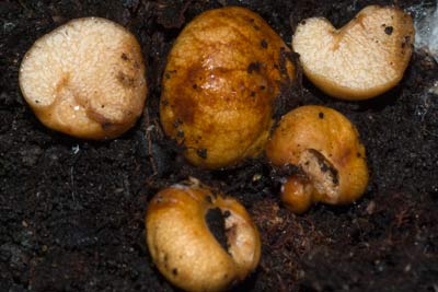 Zelleromyces a truffle