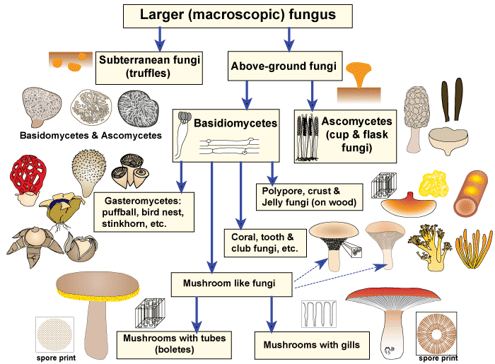 Types of larger fungi