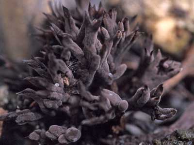 Thelephora sp fruiting in pot