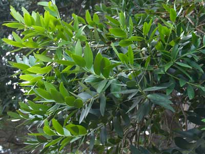 Agathis robusta leaves and cones