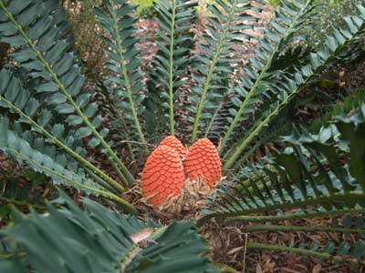 Cycad cones