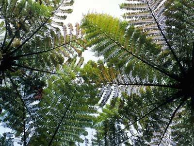 Tree fern fronds