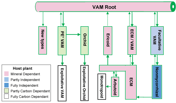 Evolution of mycorrhizal associations