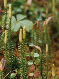 Lycopodium sporophyte