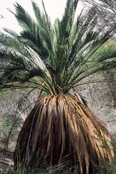 Macrozamia a cycad