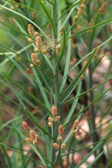 Podocarpus - male plant