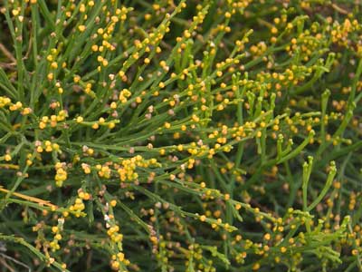 Psilotum nudum - Whisk Fern