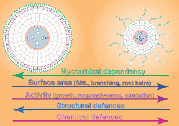 Comparison of Mycorrhizal and non-mycorrhizal roots