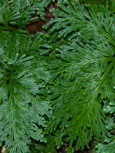 Selaginella