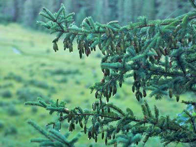 White spruce