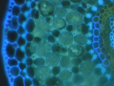 VAM root cross section